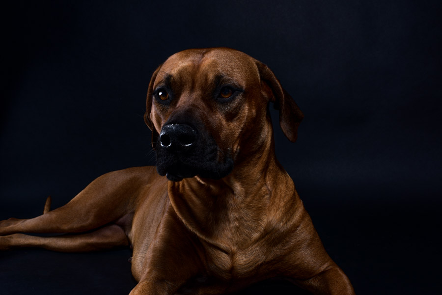 Rhodesian Ridgeback Austin Charlie face