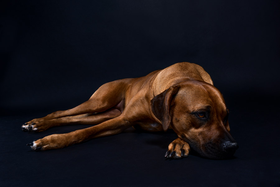 Rhodesian Ridgeback Austin Charlie photo