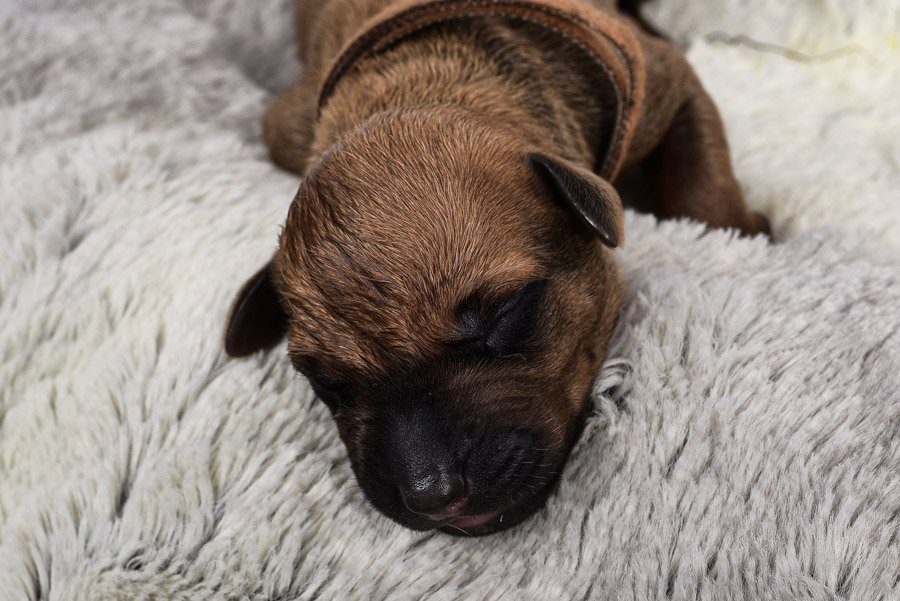 Rhodesian Ridgeback Puppies Austin Texas 2020