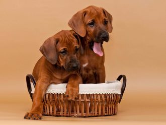 Rhodesian Ridgeback Puppies For Sale May 2020