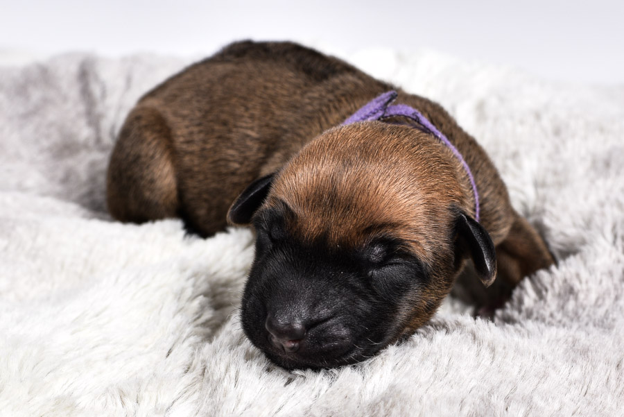 ausin ridgeback puppies for sale females ausin ridgeback puppies for sale females