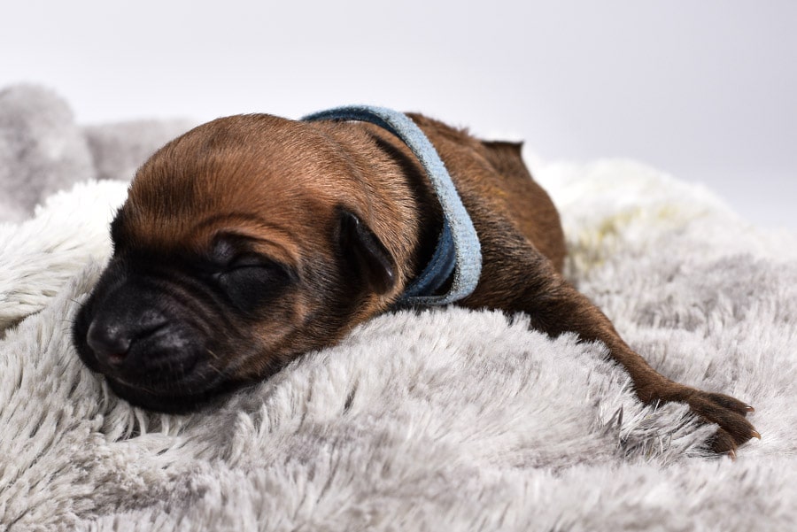 austin ridgeback breeder female puppy little austin ridgeback breeder female puppy little