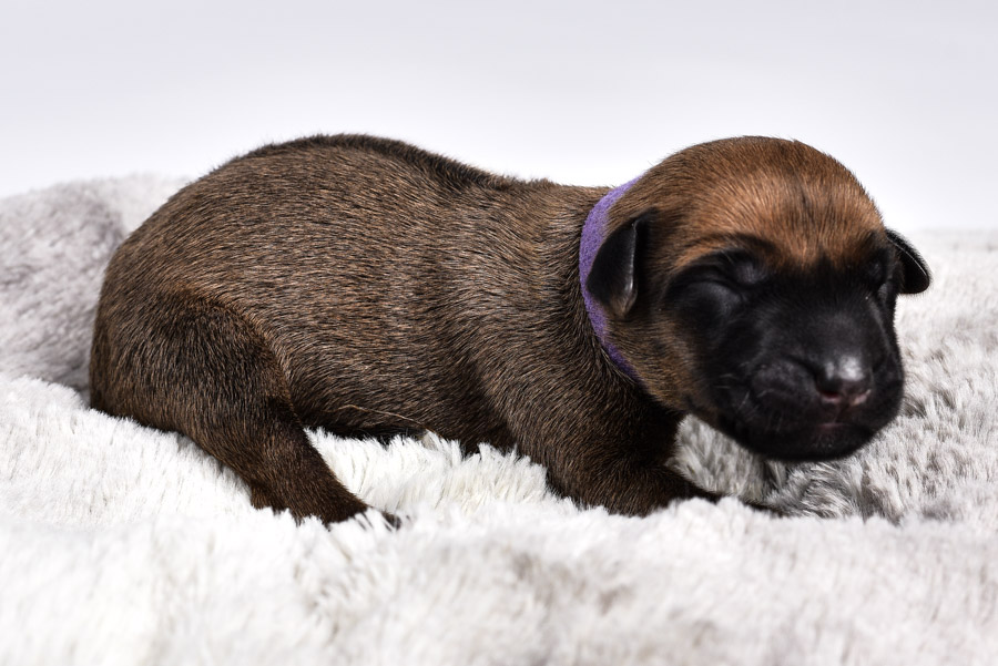 austin ridgeback female puppies for sale austin ridgeback female puppies for sale