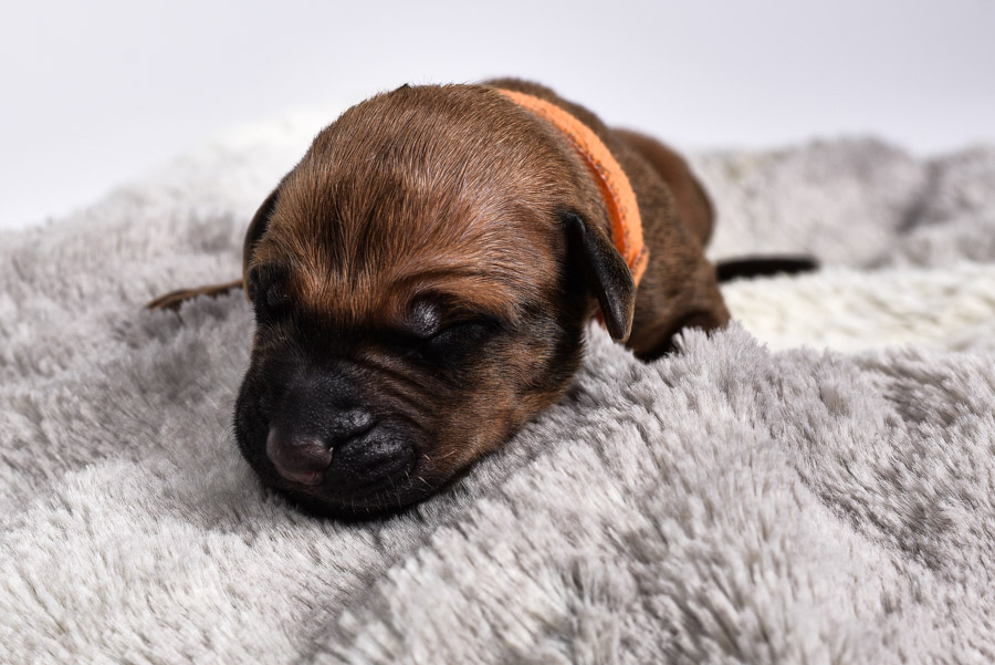 buy a female ridgeback puppy buy a female ridgeback puppy