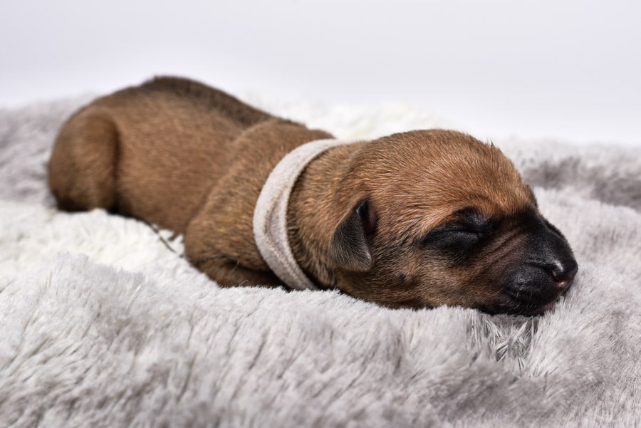cute ridgeback female puppy for sale austin texas cute ridgeback female puppy for sale austin texas
