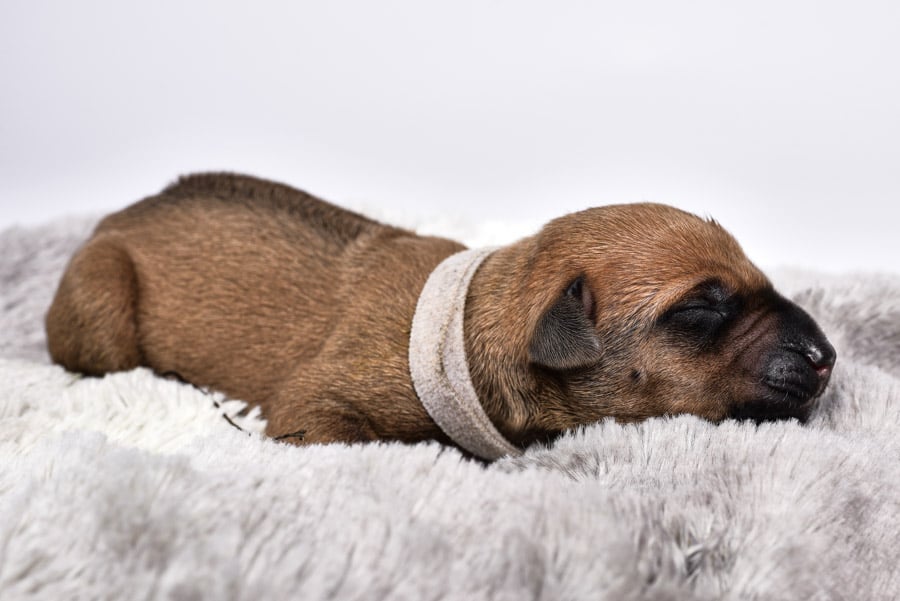cute ridgeback puppy for sale female cute ridgeback puppy for sale female