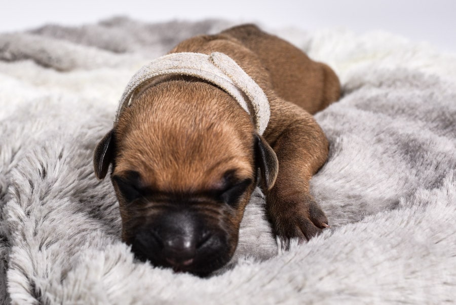 female rhodesian ridgeback puppies for sale in austin tx female rhodesian ridgeback puppies for sale in austin tx