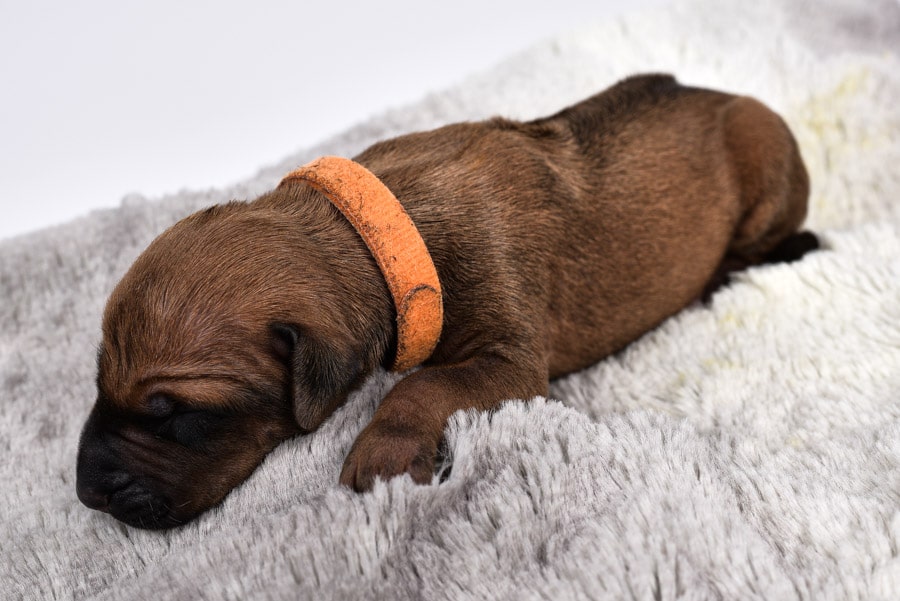 female rhodesian ridgeback puppy for sale female rhodesian ridgeback puppy for sale
