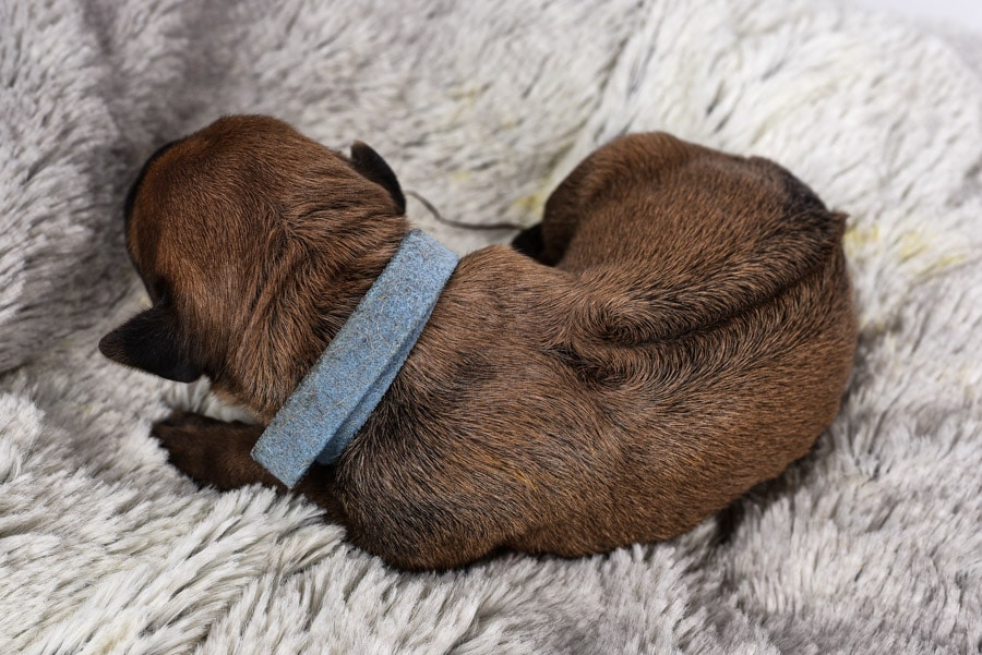 find a female rhodesian ridgeback puppy find a female rhodesian ridgeback puppy