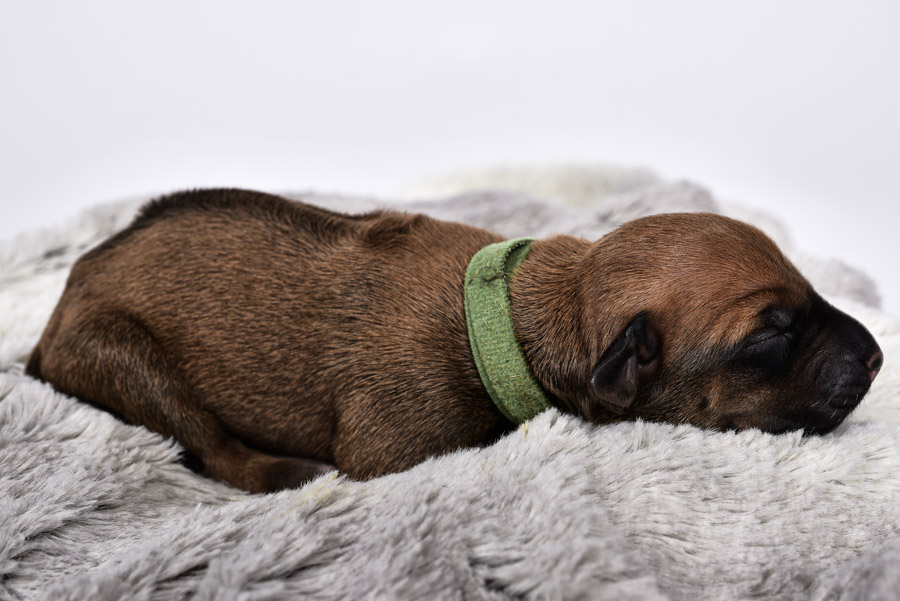 rhodesian female puppies for sale rhodesian female puppies for sale