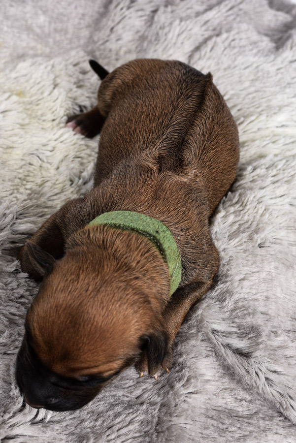 rhodesian female ridgeback photo rhodesian female ridgeback photo