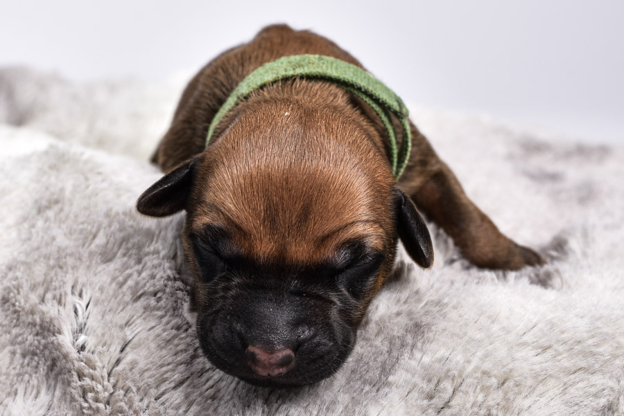 rhodesian females for sale rhodesian females for sale
