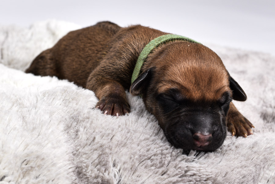 rhodesian ridgeback female for sale rhodesian ridgeback female for sale