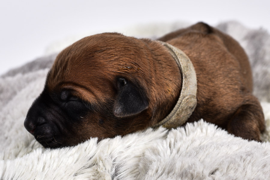 rhodesian ridgeback femaly puppy for sale rhodesian ridgeback femaly puppy for sale