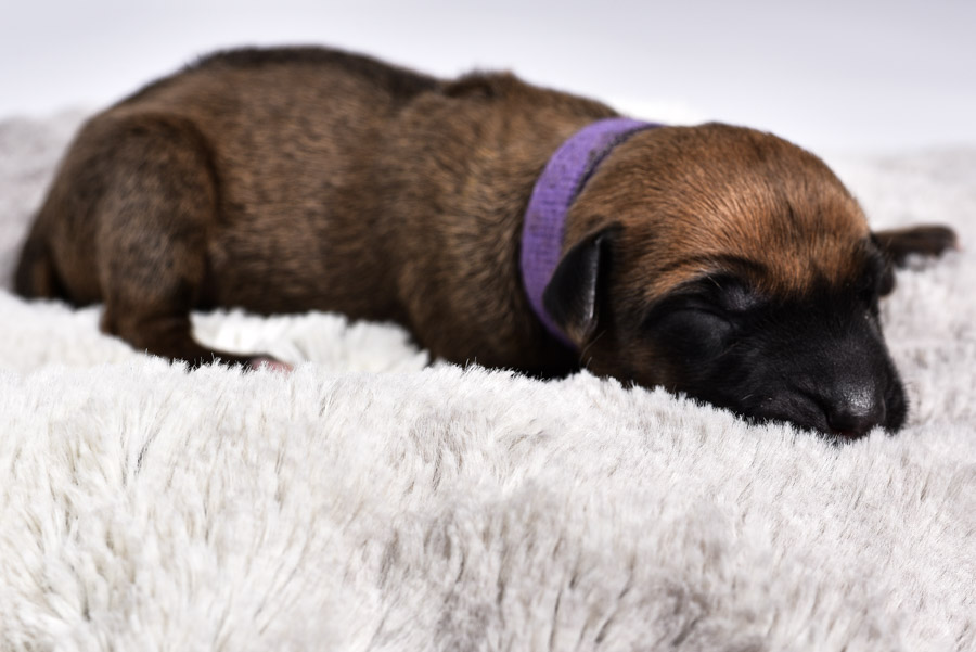 ridgeback breeder in austin selling females ridgeback breeder in austin selling females