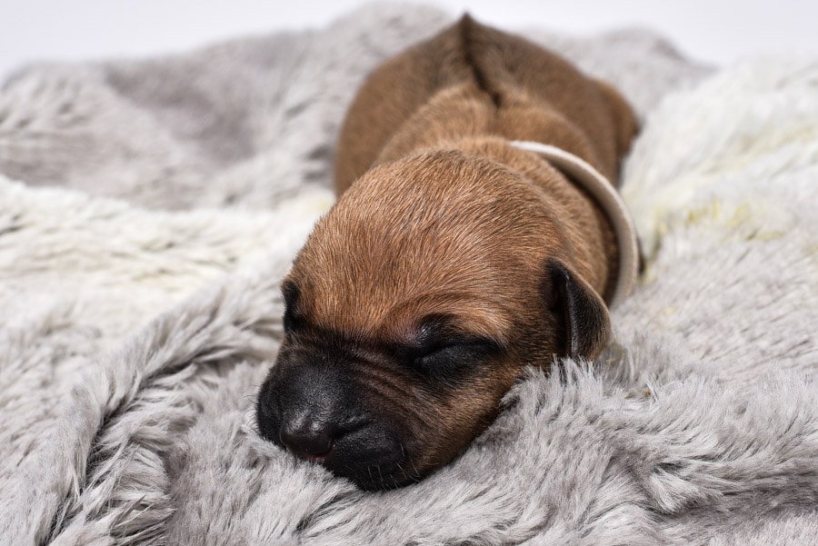 ridgeback female puppies for sale now ridgeback female puppies for sale now