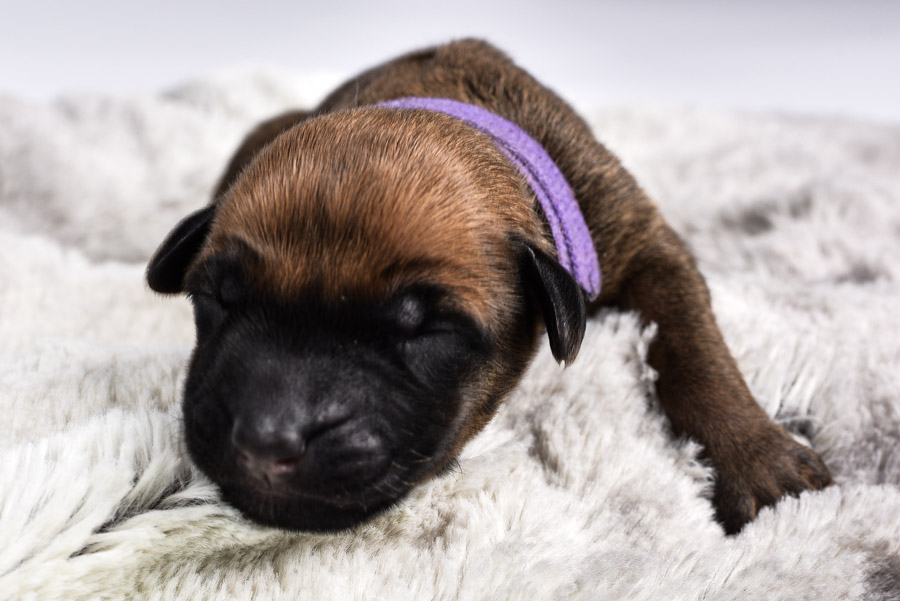 ridgeback female puppies for sale ridgeback female puppies for sale