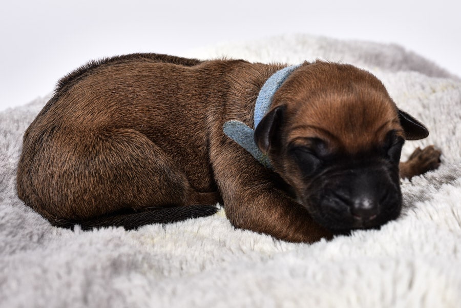 ridgeback female puppy austin for sale ridgeback female puppy austin for sale