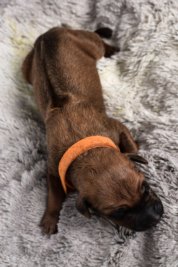 ridgeback female puppy for sale may 2020 ridgeback female puppy for sale may 2020