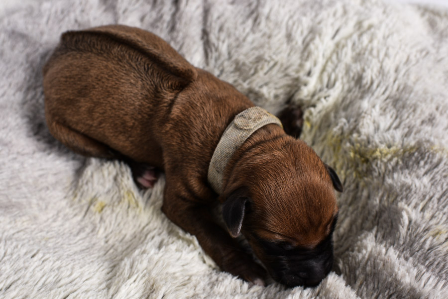 ridgeback female puppy for sale ridgeback female puppy for sale