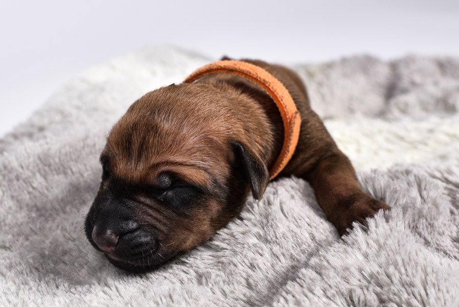 ridgeback newborn pup ridgeback newborn pup