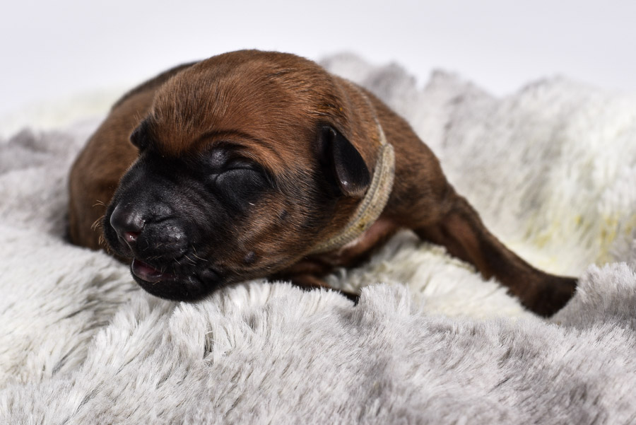 ridgeback newborn puppies for sale ridgeback newborn puppies for sale