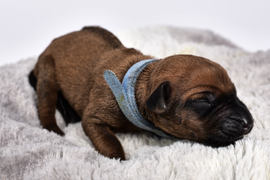 ridgeback puppy or sale austin texas female litter may 2020 ridgeback puppy or sale austin texas female litter may 2020