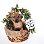 8 week old ridgeback pup