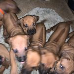 austin ridgeback breeder