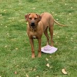 breeder texas rhodesians