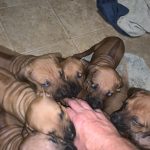 buy a ridgeback puppy