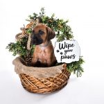 buy rhodesian puppies