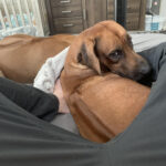 chilling with my rhodesians