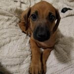 cute puppy