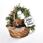 cute rhodesian puppy