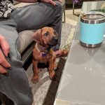 cute ridgeback puppy
