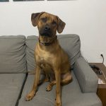 get a rhodesian ridgeback