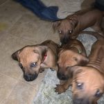 get a ridgeback puppy