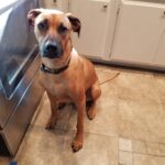 maverik rhodesian ridgeback stud fee