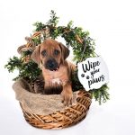 our ridgeback puppy