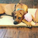 our ridgebacks
