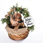 our ridgebacks at 8 weeks