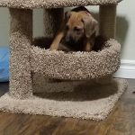 playful puppy rhodesian for sale