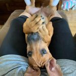 playful rhodesian puppy