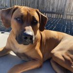rhodesian breeder