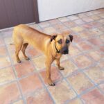 rhodesian breeder in texas