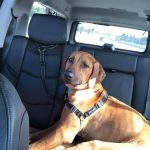 rhodesian car ride