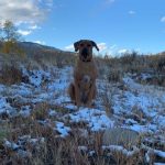 rhodesian ridgeback breeeder