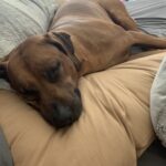 rhodesian ridgeback puppies