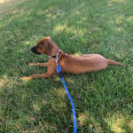 rhodesian ridgeback texas breeder puppies 2021
